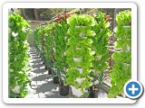 Alegria Fresh Lettuce