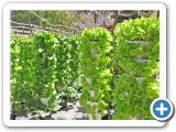 Alegria Fresh Lettuce