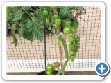 TomatoCascadeWEB