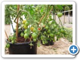 Tomato Clutch