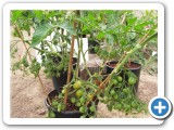 Tomato Clutch