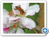 AppleBlossomBeeWEB