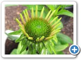 EchinaceaFlowerWEB