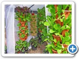 EI-GreenhouseWEB