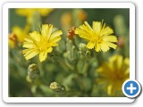 RomaineLettuceBloomsWEB