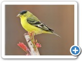 YellowWarblerMale2WEB