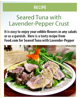 Seared Tuna with Lavendar-Pepper Crust